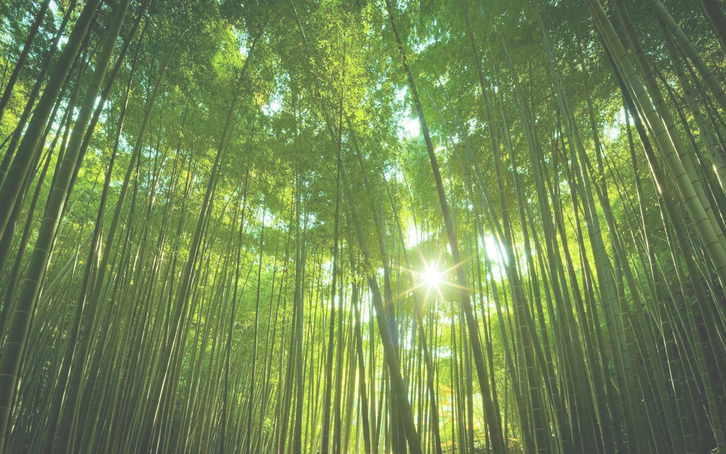 bamboo